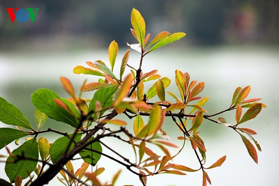 The ancient lecythidaceae trees by Hoan Kiem lake are shedding their leaves   - ảnh 15